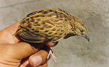 General knowledge about Common buttonquail