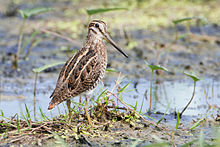 General knowledge about Pin-tailed snipe
