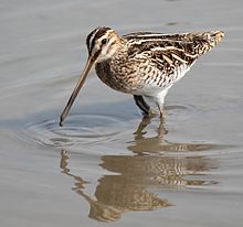 General knowledge about Common snipe