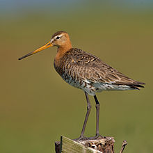 General knowledge about Black-tailed godwit
