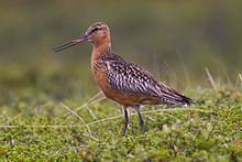 General knowledge about Bar-tailed godwit