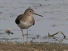 General knowledge about Green sandpiper