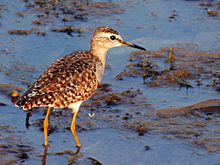 General knowledge about Wood sandpiper