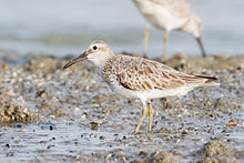 General knowledge about Great knot