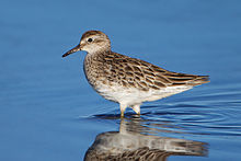 General knowledge about Sharp-tailed sandpiper