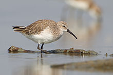 General knowledge about Curlew sandpiper