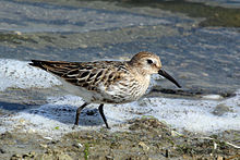 General knowledge about Dunlin