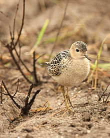 General knowledge about Buff-breasted sandpiper