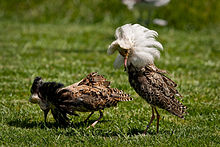 General knowledge about Ruff