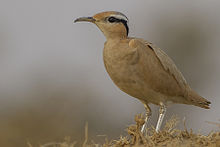 General knowledge about Cream-colored courser