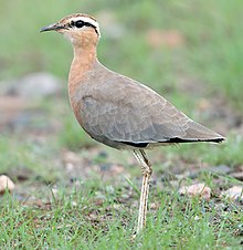 General knowledge about Indian courser