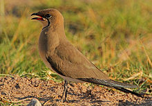 General knowledge about Collared pratincole