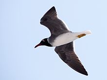 General knowledge about White-eyed gull