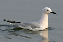 General knowledge about Slender-billed gull