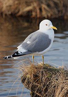 General knowledge about Common gull