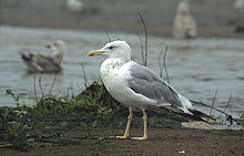 General knowledge about Caspian gull