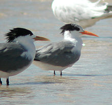 General knowledge about Lesser crested tern