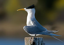 General knowledge about Greater crested tern