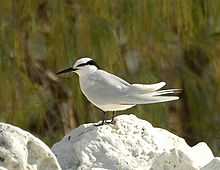 General knowledge about Black-naped tern