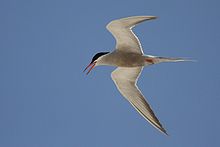 General knowledge about White-cheeked tern
