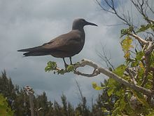 General knowledge about Lesser noddy