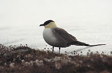 General knowledge about Long-tailed jaeger