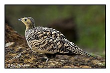General knowledge about Chestnut-bellied sandgrouse