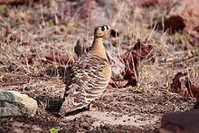 General knowledge about Painted sandgrouse