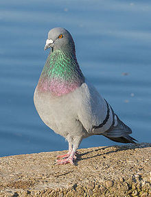 General knowledge about Rock dove