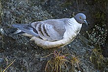 General knowledge about Snow pigeon