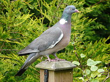 General knowledge about Common wood pigeon