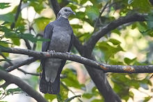 General knowledge about Ashy wood pigeon