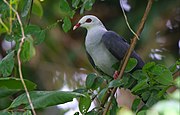 General knowledge about Andaman wood pigeon