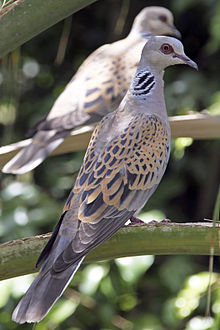 General knowledge about European turtle dove