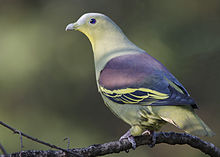 Grey-fronted green pigeon