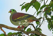 General knowledge about Thick-billed green pigeon