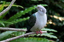 General knowledge about Green imperial pigeon