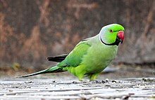 General knowledge about Rose-ringed parakeet