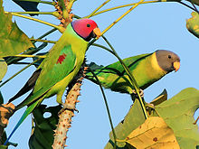 General knowledge about Plum-headed parakeet