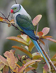 General knowledge about Blue-winged parakeet