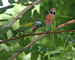 General knowledge about Red-breasted parakeet