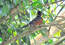 General knowledge about Chestnut-winged cuckoo