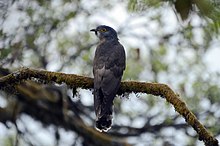 General knowledge about Large hawk-cuckoo