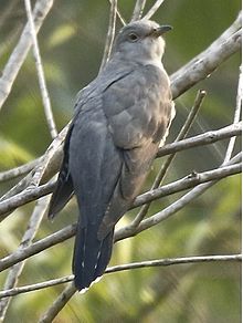 General knowledge about Himalayan cuckoo
