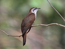 General knowledge about Banded bay cuckoo