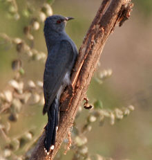 General knowledge about Grey-bellied cuckoo