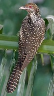 General knowledge about Asian koel