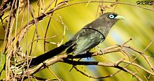 General knowledge about Blue-faced malkoha