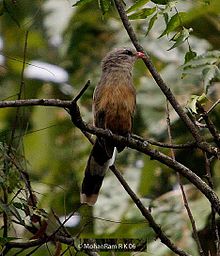 General knowledge about Sirkeer malkoha