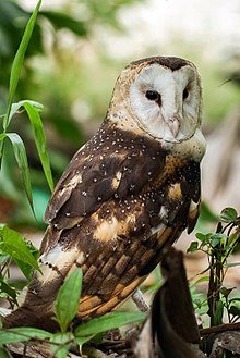 General knowledge about Eastern grass owl